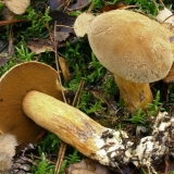 Kako zamrznuti pečurke od mahovine: korak po korak recepti sa fotografijama